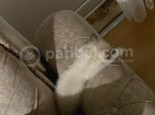 Çok Oyuncu 2 Aylık Dişi Siyam Kedisi görsel