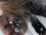 Süper Nadir Kahverengi British Shorthair Yavrularımız