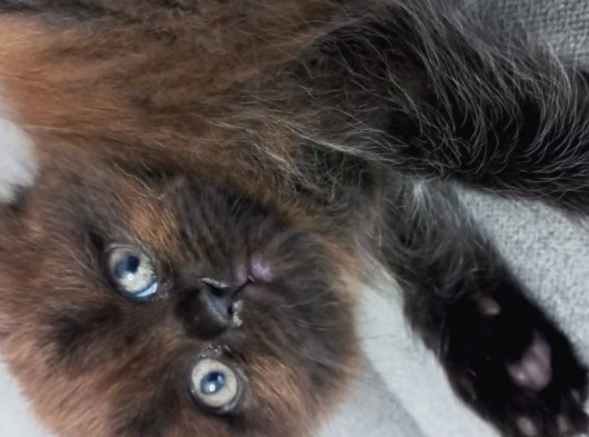 Süper Nadir Kahverengi British Shorthair Yavrularımız