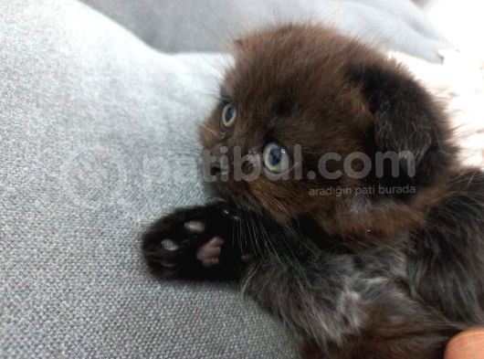 Süper Nadir Kahverengi British Shorthair Yavrularımız görsel