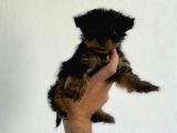 Erkek Dişi Teacup Yorkshire Terrier