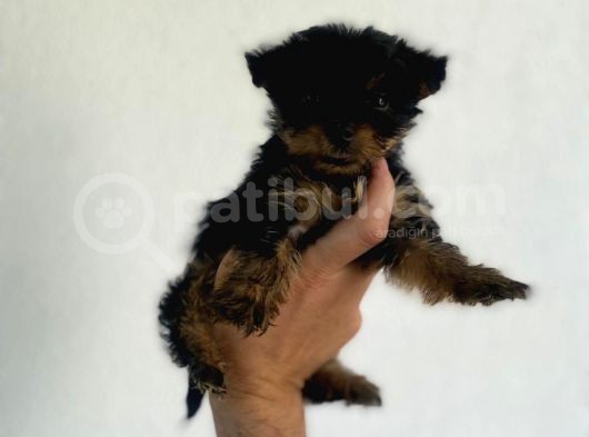 Erkek Dişi Teacup Yorkshire Terrier