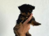 Erkek Dişi Teacup Yorkshire Terrier