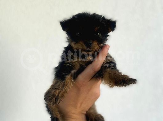 Erkek Dişi Teacup Yorkshire Terrier görsel