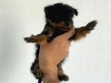 Erkek Dişi Teacup Yorkshire Terrier
