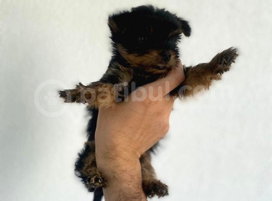 Erkek Dişi Teacup Yorkshire Terrier görsel