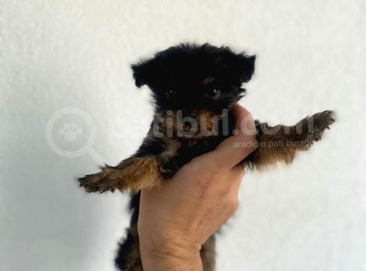 Erkek Dişi Teacup Yorkshire Terrier görsel