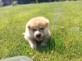 Erkek Ve Dişi Japon Akita