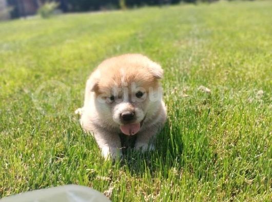 Erkek Ve Dişi Japon Akita görsel