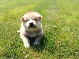 Erkek Ve Dişi Japon Akita