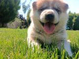Erkek Ve Dişi Japon Akita