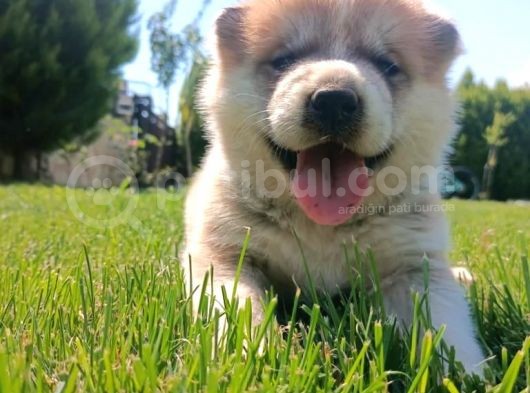 Erkek Ve Dişi Japon Akita görsel