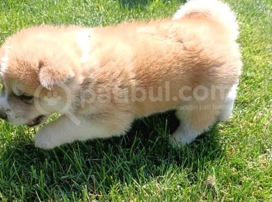 Erkek Ve Dişi Japon Akita görsel