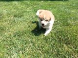Erkek Ve Dişi Japon Akita