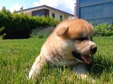 Erkek Ve Dişi Japon Akita