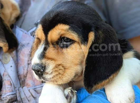 Erkek ve Dişi Beagle Yavrularımız