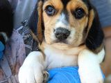 Erkek Ve Dişi Beagle Yavrularımız