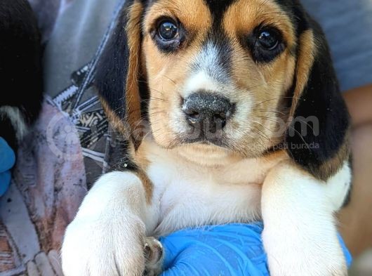 Erkek Ve Dişi Beagle Yavrularımız görsel