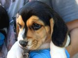 Erkek Ve Dişi Beagle Yavrularımız