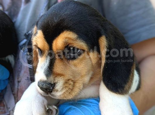 Erkek Ve Dişi Beagle Yavrularımız görsel