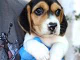 Erkek Ve Dişi Beagle Yavrularımız