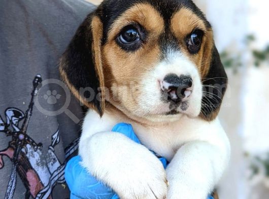 Erkek Ve Dişi Beagle Yavrularımız görsel