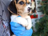 Erkek Ve Dişi Beagle Yavrularımız