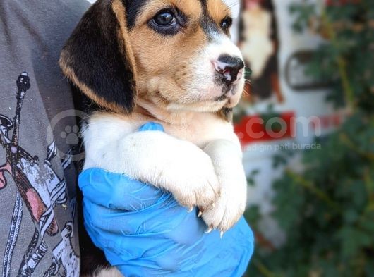 Erkek Ve Dişi Beagle Yavrularımız görsel