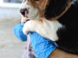 Erkek Ve Dişi Beagle Yavrularımız