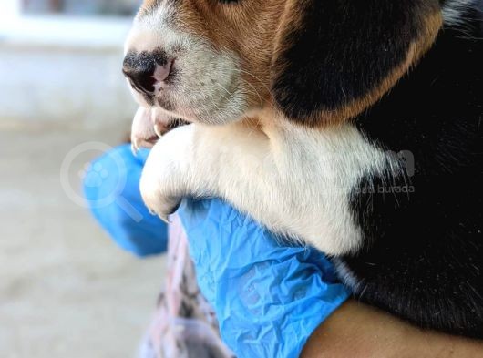 Erkek Ve Dişi Beagle Yavrularımız görsel