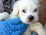 Erkek Ve Dişi Maltese
