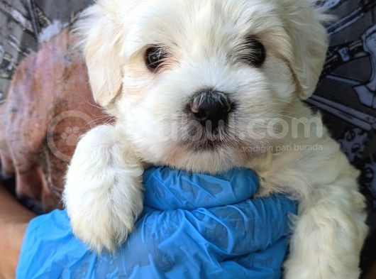 Erkek Ve Dişi Maltese görsel