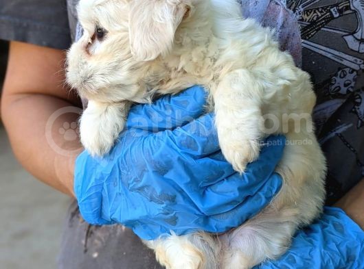 Erkek Ve Dişi Maltese görsel