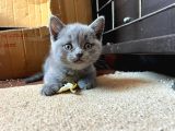 British Shorthair Yavru