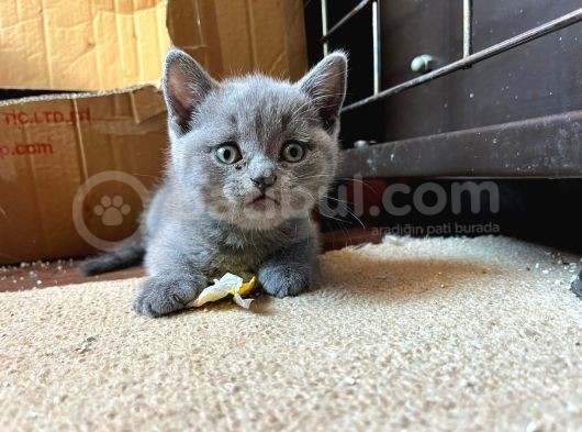 British Shorthair Yavru görsel