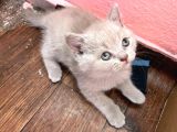 British Shorthair Yavru