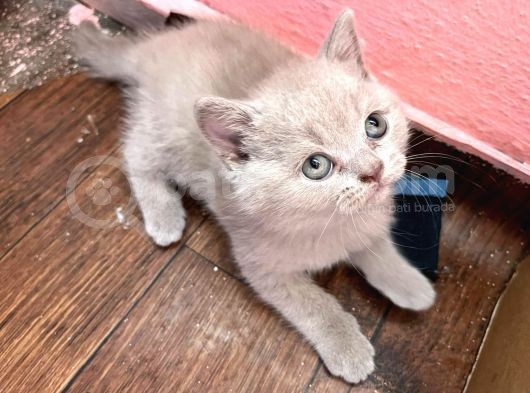 British Shorthair Yavru