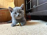 British Shorthair Yavru