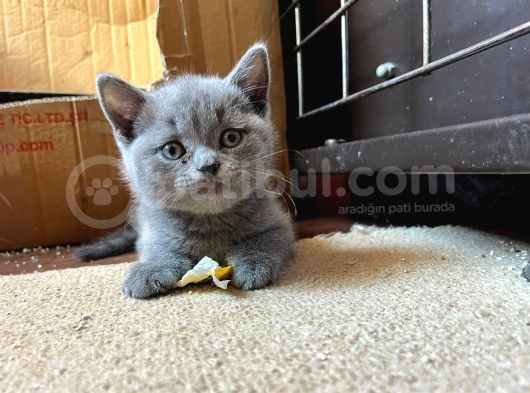 British Shorthair Yavru görsel