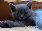 British Shorthair Yavru