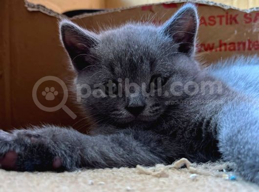 British Shorthair Yavru görsel