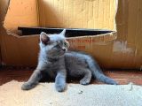 British Shorthair Yavru