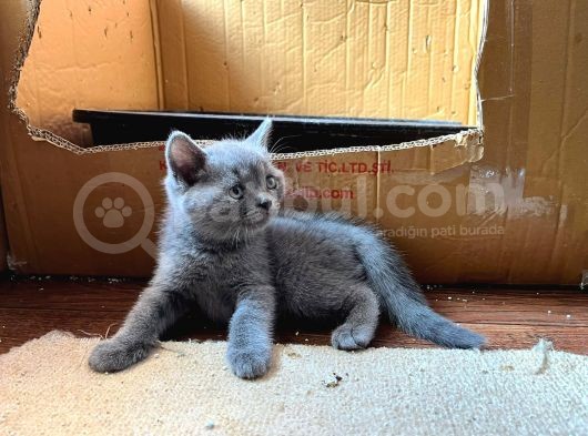 British Shorthair Yavru görsel
