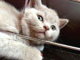 British Shorthair Yavru