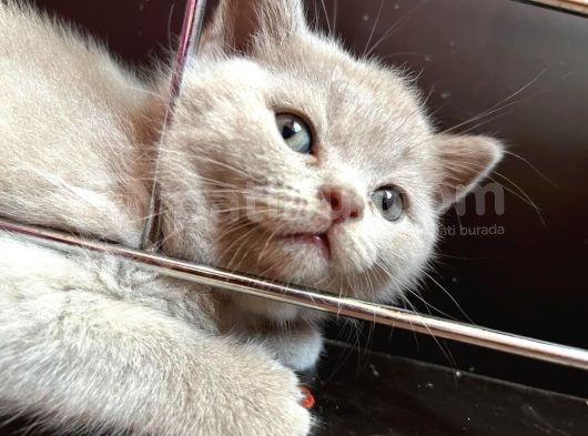 British Shorthair Yavru görsel