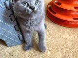 British Shorthair Yavru
