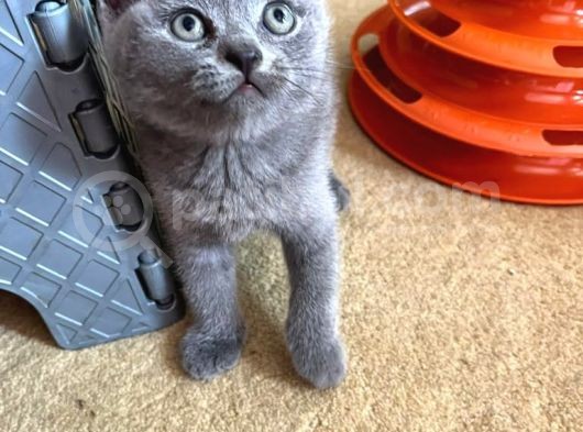 British Shorthair Yavru görsel