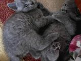 British Shorthair Yavru