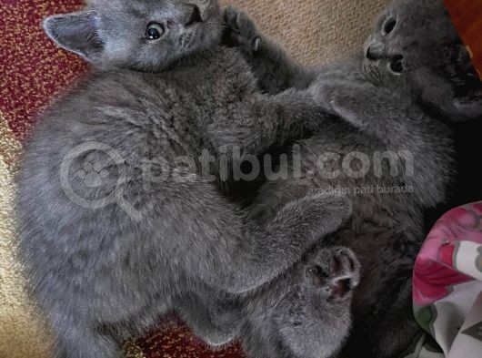 British Shorthair Yavru görsel