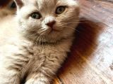 British Shorthair Yavru